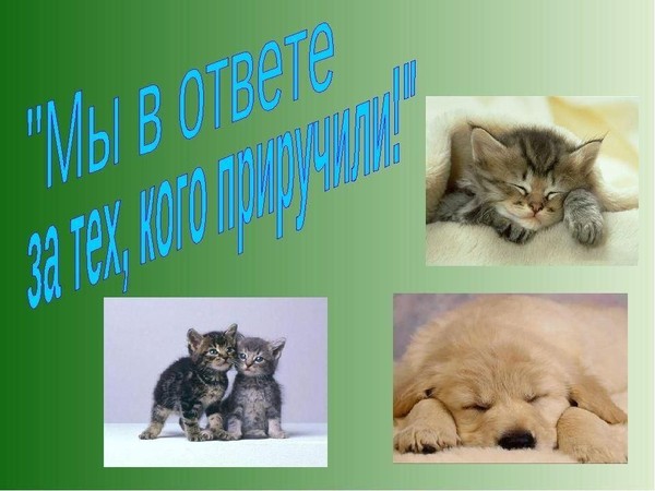 Акция «Мы в ответе за тех, кого приручили»