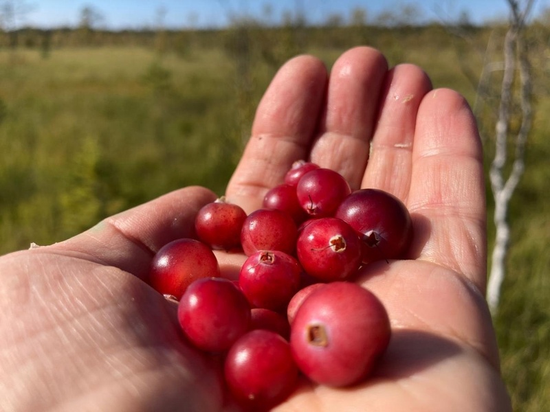 По болотным кочкам. Живой мир болот Карельского перешейка