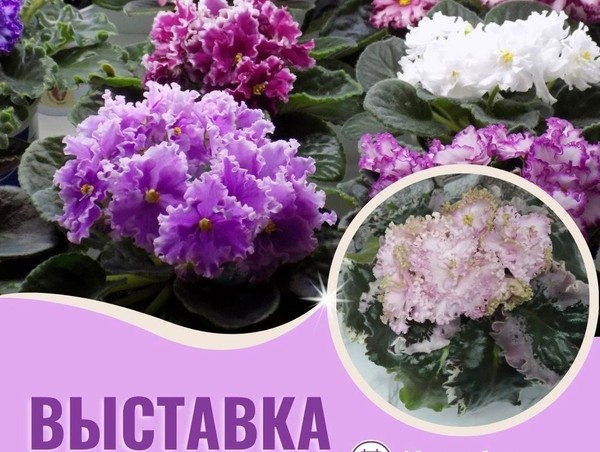 Выставка фиалок