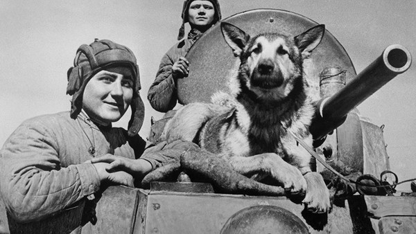 Программа «Четвероногие герои Великой Отечественной войны. 80 лет со Дня Победы!»