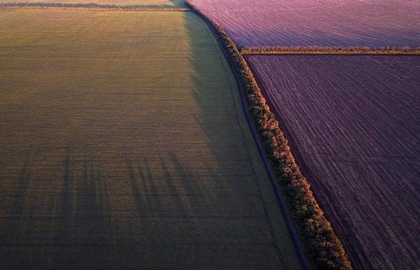 Выставка фотографий Антона Воронина «Грядки: абстракции плодородия»