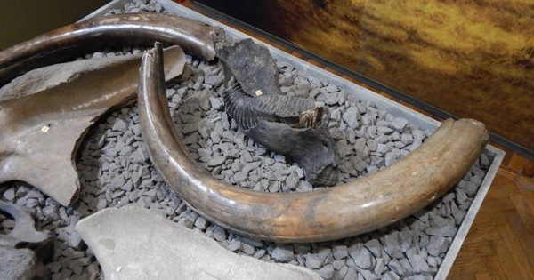 Беседа о предмете «Бивень мамонта»