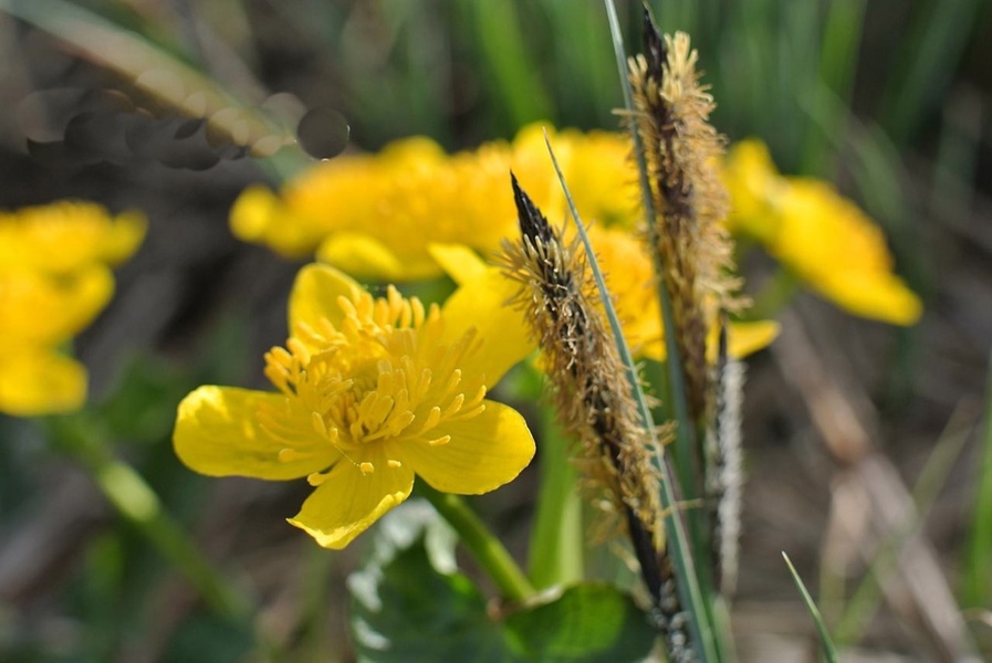 Кургальский заказник и южный берег Финского залива