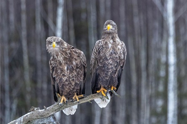 Экскурсия по фотовыставке «Соседи по планете»
