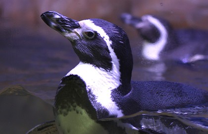 Пингвинарий