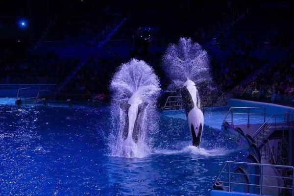 Тематическая видео экскурсия «Ночь в Москвариуме»