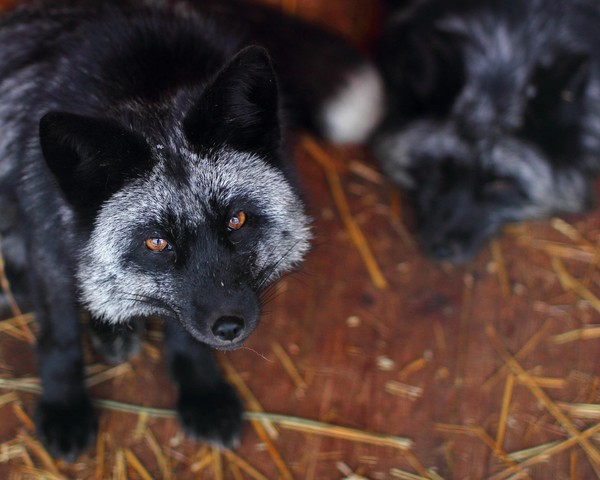 «День лисы»