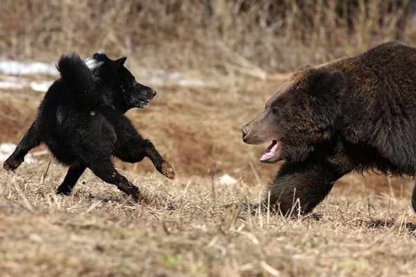 «Дикая природа Прикамья»: фотовыставка