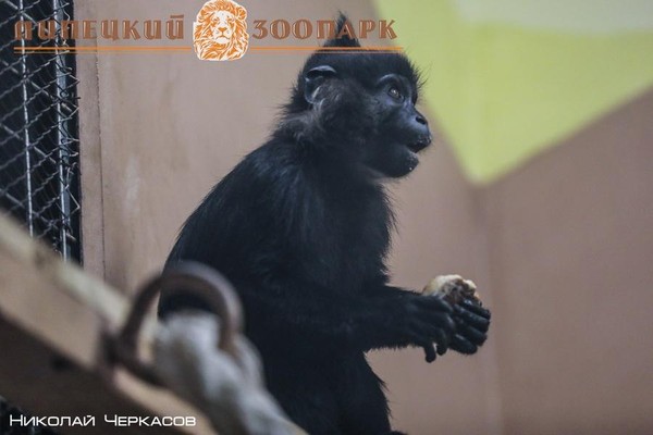 « Привлекательные обезьяны»