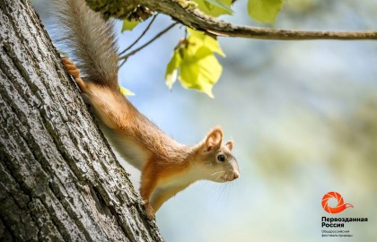 Первозданная Россия