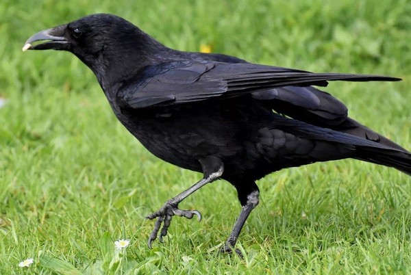 Тематическое занятие «Наши пернатые друзья»