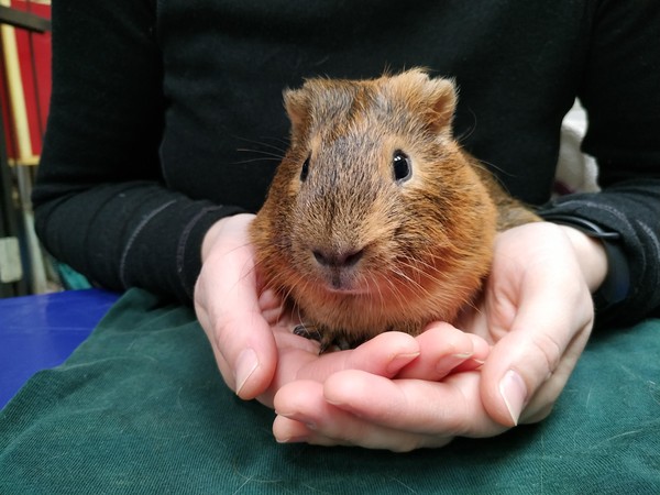 «Акция «Погладь меня»»