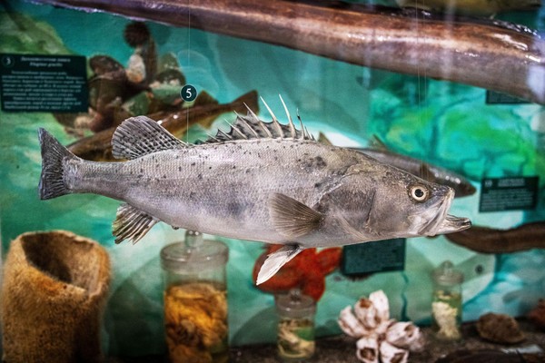 Занятие «Красная книга Сахалинской области: рыбы»