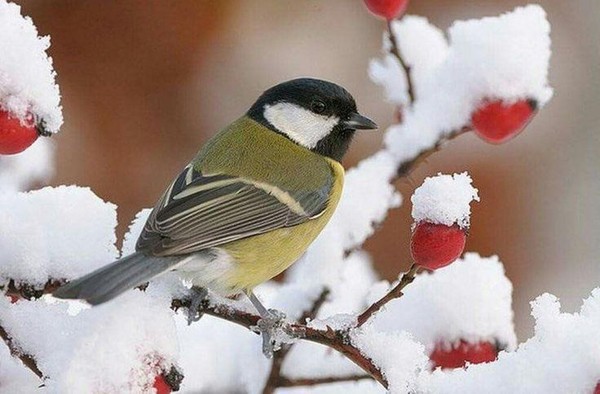 Экологический час «Синичкины странички»