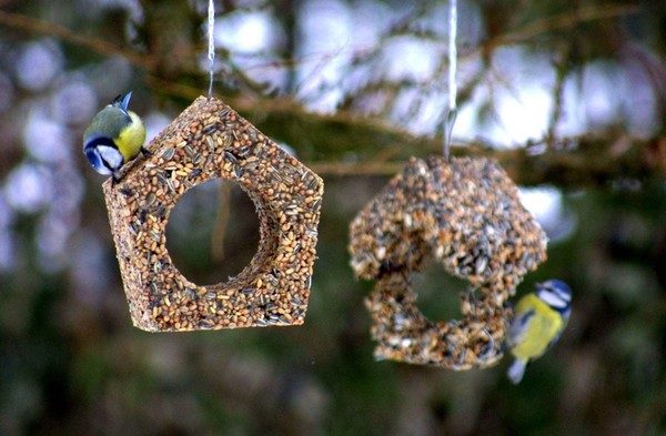 Экологический праздник «Синичкин День»