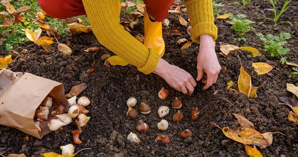 «Ассортимент луковичных растений для посадки осенью»