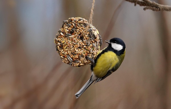 Рязанский клуб «Птицы» «Синичкин день: организация зимней подкормки птиц»