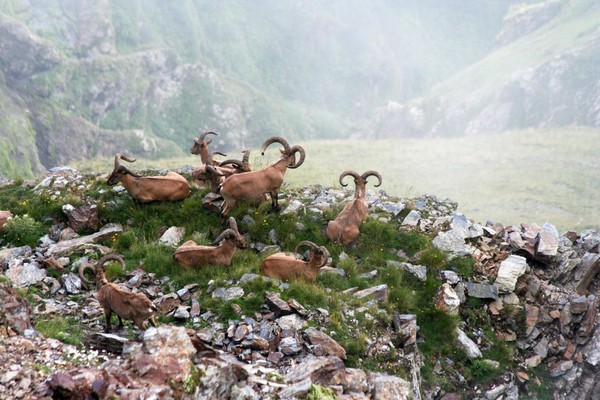 Музейно-познавательный урок «Флора и фауна нашего региона»