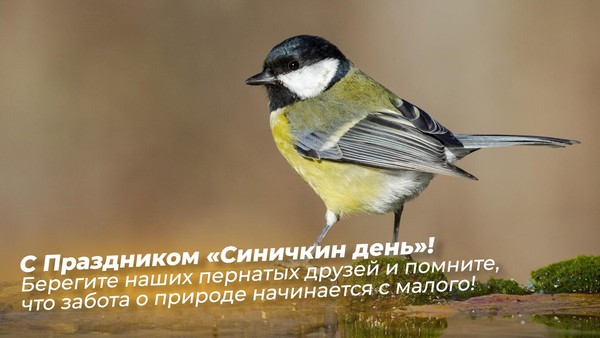 «Синичкин день»