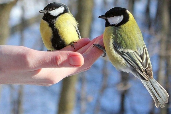 Тематическая программа с мастер-классом «Синичкин день»