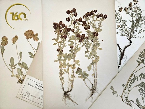 Виртуальная выставка «О чем рассказывает гербарий?»