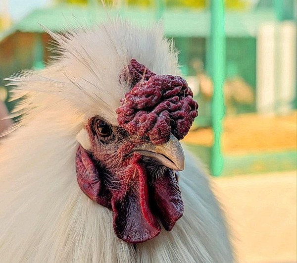 «День курицы»