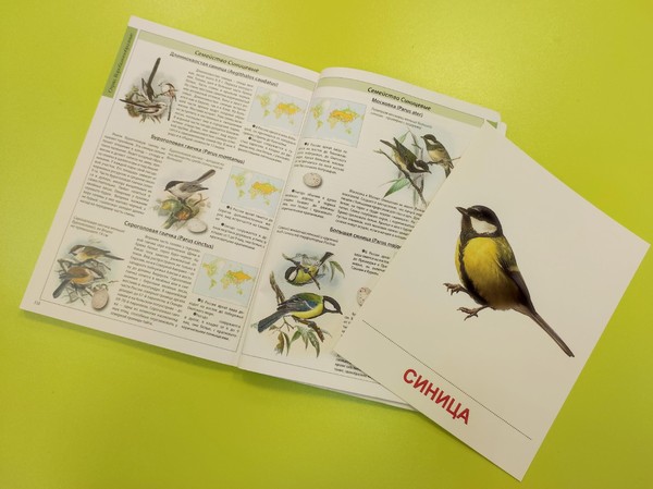 Мастер-класс «Синичкин день»