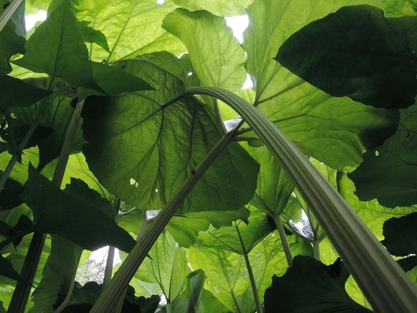 Программа «Растения-гиганты Сахалина»