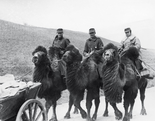 Тематическая беседа «Верблюды на службе. 28 армия»