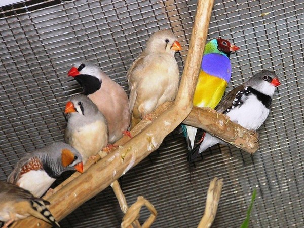 Экскурсия «Синичка и её друзья»