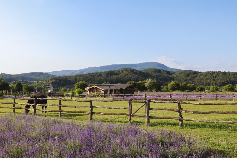 Аудиоэкскурсия «Прогулка с лавандером»