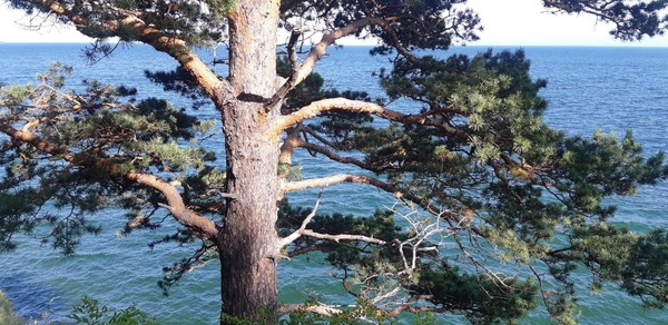 Краевой творческий конкурс для людей с ОВЗ «ЗВЕЗДА НАДЕЖДЫ»