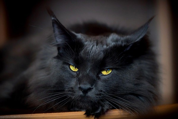 День черного кота «Черный кот, пусть тебе повезёт»