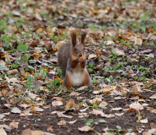 Конкурс фотографий «Лакомства для белочек»