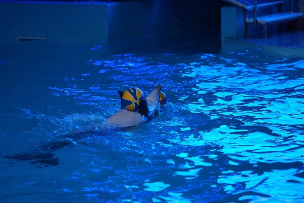 Шоу дельфинов