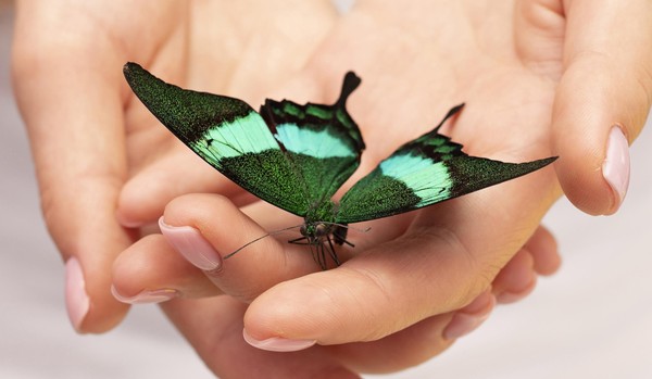 Магия живых бабочек