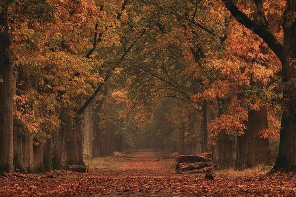 «Осеннее вдохновение»