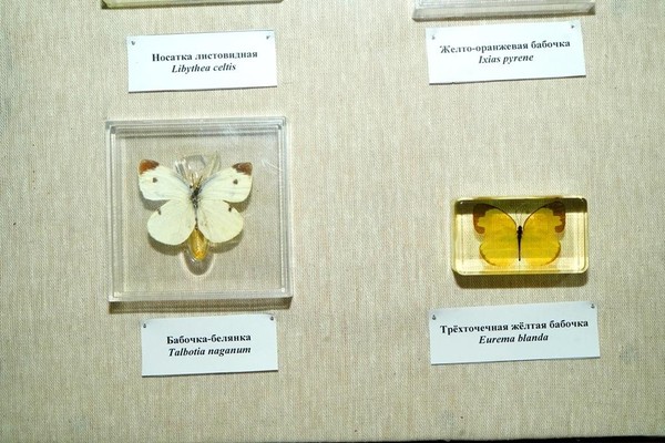 Выставка «Разнообразие членистоногих»