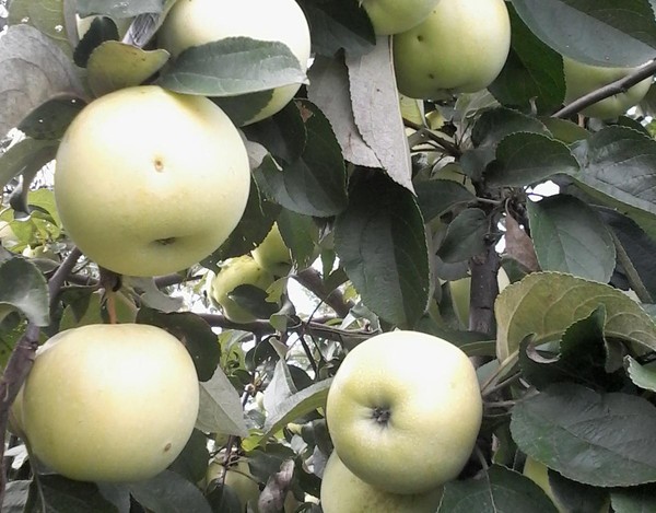 Клуб «Оптимист»: выращивание плодово-ягодных культур