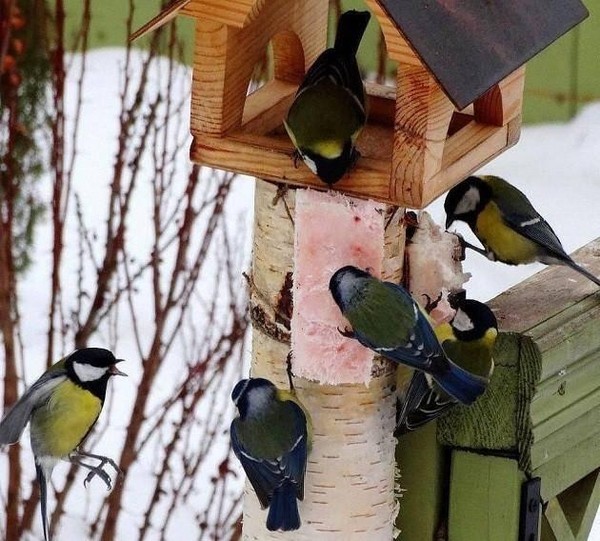 Беседа «Трудно птицам зимовать, надо птицам помогать»