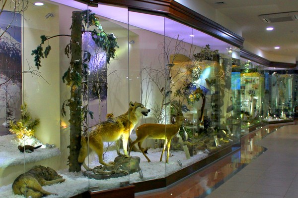 Экскурсия по отделу природы Краеведческого музея