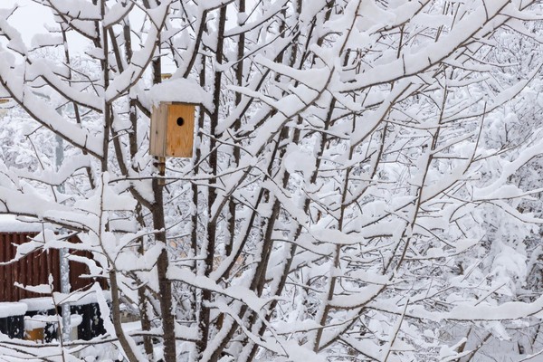 Встреча «Покормите птиц зимой»