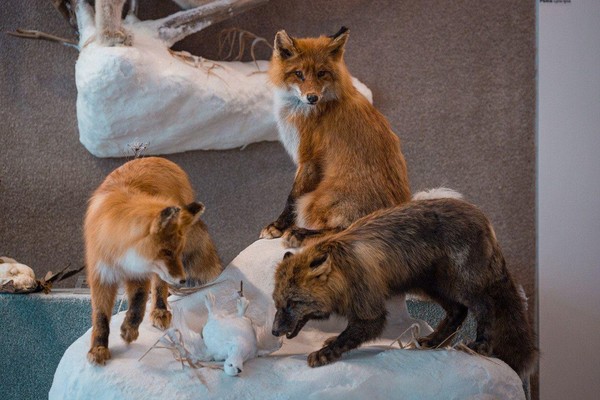 «С друзьями по Северу»