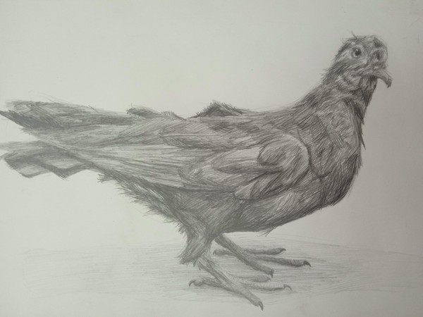 Выставка «Птичья трель»