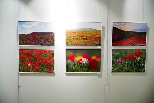 Выставка «Нетронутая красота»