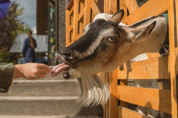 Городская ферма