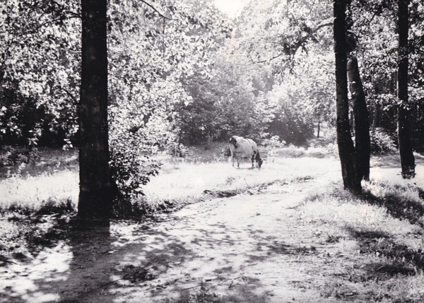 Музейный урок «Певец земли родной»