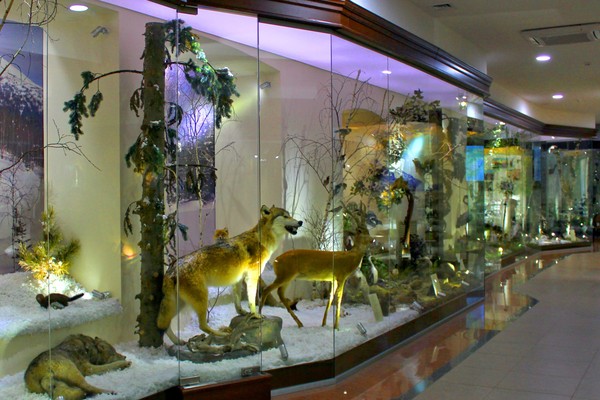 Экспозиция Краеведческого музея на Народной