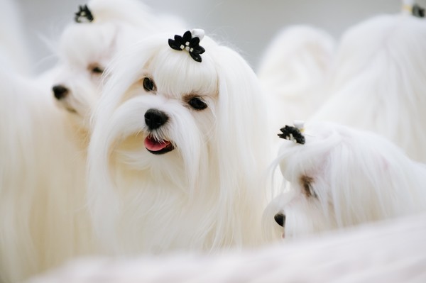 Город собак + Мир кошек