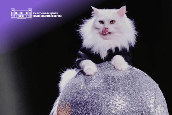 Спектакль «Кафе Антрикот» (ПРЕМЬЕРА) Театр кошек «Кото Феи»